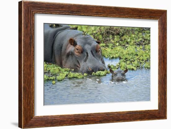 Hippopotamus Adult and Juvenile Heads in Weeds with Young-null-Framed Photographic Print