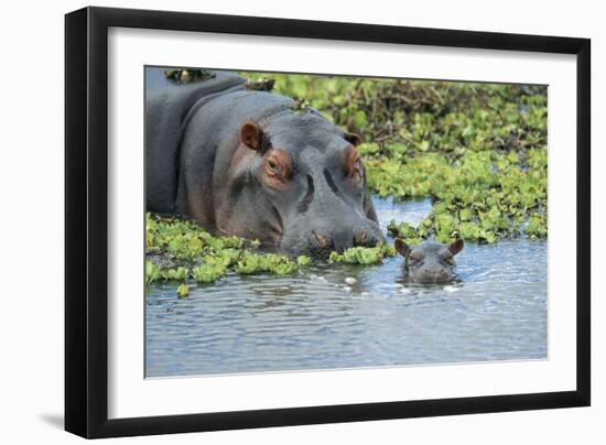 Hippopotamus Adult and Juvenile Heads in Weeds with Young-null-Framed Photographic Print