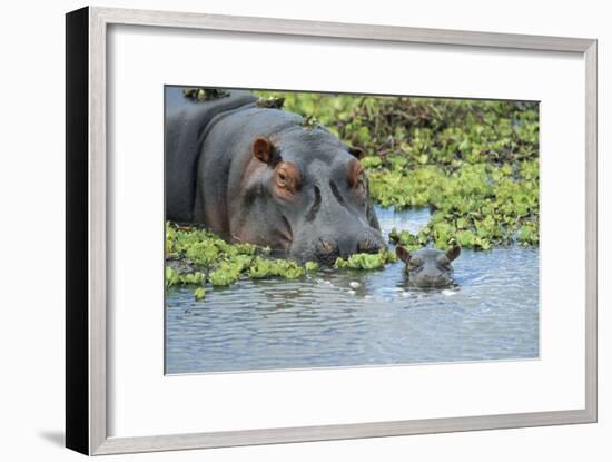 Hippopotamus Adult and Juvenile Heads in Weeds with Young-null-Framed Photographic Print