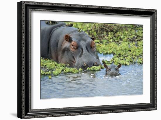 Hippopotamus Adult and Juvenile Heads in Weeds with Young-null-Framed Photographic Print