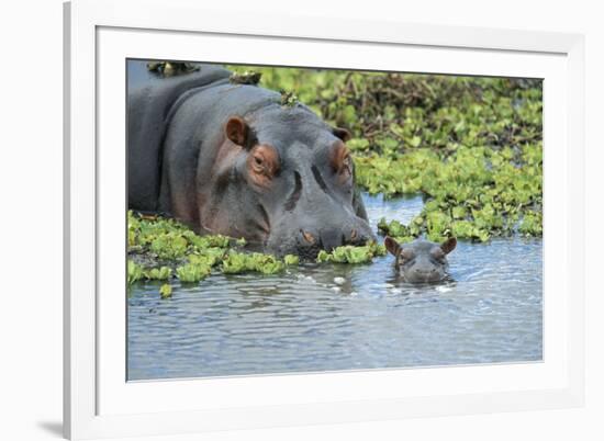 Hippopotamus Adult and Juvenile Heads in Weeds with Young-null-Framed Photographic Print