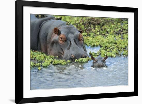 Hippopotamus Adult and Juvenile Heads in Weeds with Young-null-Framed Photographic Print