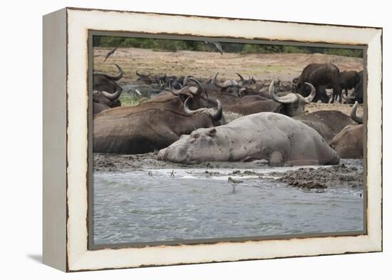 Hippopotamus and Buffalo, Queen Elizabeth National Park, Uganda, Africa-Janette Hill-Framed Premier Image Canvas