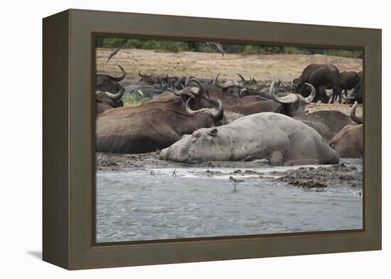 Hippopotamus and Buffalo, Queen Elizabeth National Park, Uganda, Africa-Janette Hill-Framed Premier Image Canvas