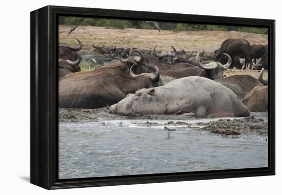 Hippopotamus and Buffalo, Queen Elizabeth National Park, Uganda, Africa-Janette Hill-Framed Premier Image Canvas