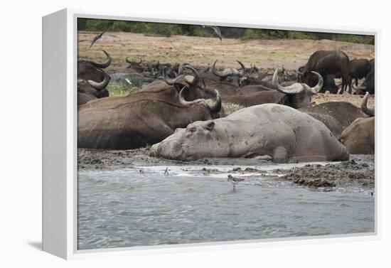 Hippopotamus and Buffalo, Queen Elizabeth National Park, Uganda, Africa-Janette Hill-Framed Premier Image Canvas