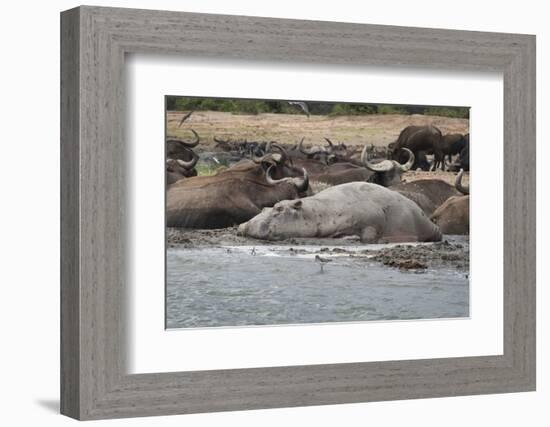 Hippopotamus and Buffalo, Queen Elizabeth National Park, Uganda, Africa-Janette Hill-Framed Photographic Print