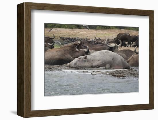 Hippopotamus and Buffalo, Queen Elizabeth National Park, Uganda, Africa-Janette Hill-Framed Photographic Print