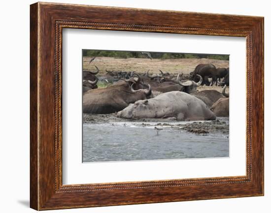 Hippopotamus and Buffalo, Queen Elizabeth National Park, Uganda, Africa-Janette Hill-Framed Photographic Print