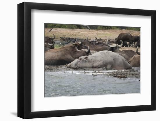 Hippopotamus and Buffalo, Queen Elizabeth National Park, Uganda, Africa-Janette Hill-Framed Photographic Print
