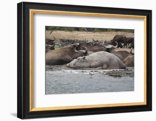 Hippopotamus and Buffalo, Queen Elizabeth National Park, Uganda, Africa-Janette Hill-Framed Photographic Print