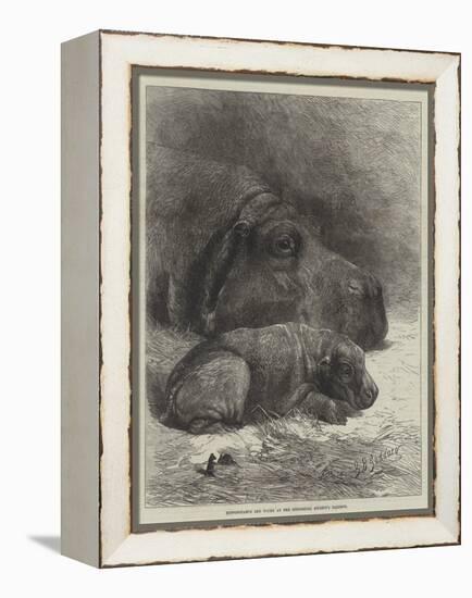 Hippopotamus and Young at the Zoological Society's Gardens-George Bouverie Goddard-Framed Premier Image Canvas