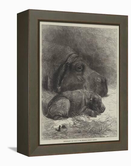 Hippopotamus and Young at the Zoological Society's Gardens-George Bouverie Goddard-Framed Premier Image Canvas