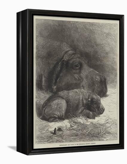 Hippopotamus and Young at the Zoological Society's Gardens-George Bouverie Goddard-Framed Premier Image Canvas