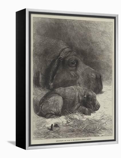 Hippopotamus and Young at the Zoological Society's Gardens-George Bouverie Goddard-Framed Premier Image Canvas