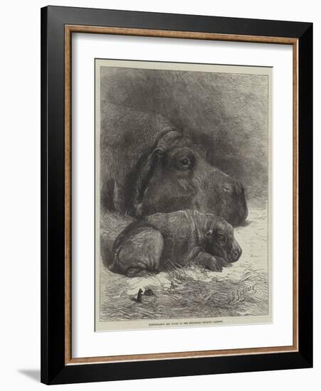 Hippopotamus and Young at the Zoological Society's Gardens-George Bouverie Goddard-Framed Giclee Print