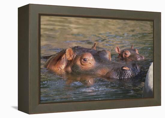 Hippopotamus and Young Cooling in Fresh Water-DLILLC-Framed Premier Image Canvas