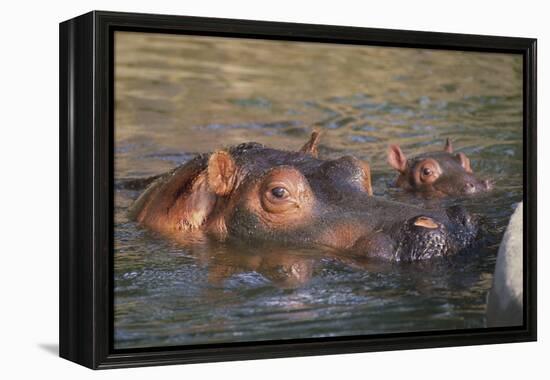 Hippopotamus and Young Cooling in Fresh Water-DLILLC-Framed Premier Image Canvas