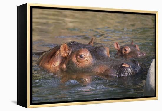 Hippopotamus and Young Cooling in Fresh Water-DLILLC-Framed Premier Image Canvas