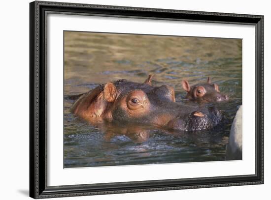 Hippopotamus and Young Cooling in Fresh Water-DLILLC-Framed Photographic Print