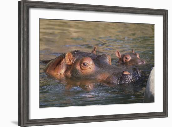 Hippopotamus and Young Cooling in Fresh Water-DLILLC-Framed Photographic Print