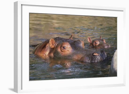 Hippopotamus and Young Cooling in Fresh Water-DLILLC-Framed Photographic Print