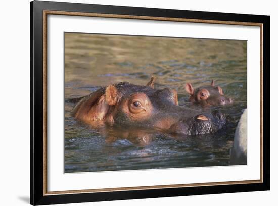 Hippopotamus and Young Cooling in Fresh Water-DLILLC-Framed Photographic Print