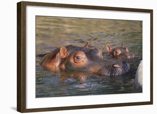 Hippopotamus and Young Cooling in Fresh Water-DLILLC-Framed Photographic Print