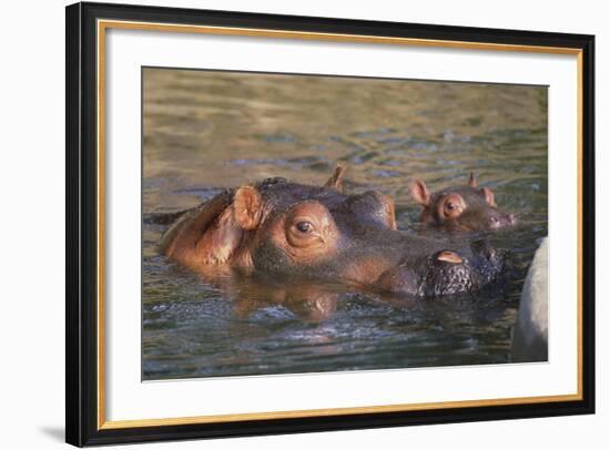 Hippopotamus and Young Cooling in Fresh Water-DLILLC-Framed Photographic Print