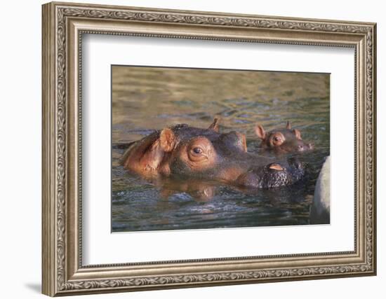 Hippopotamus and Young Cooling in Fresh Water-DLILLC-Framed Photographic Print