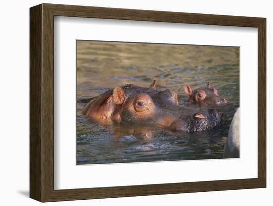 Hippopotamus and Young Cooling in Fresh Water-DLILLC-Framed Photographic Print