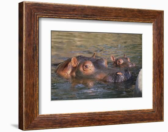 Hippopotamus and Young Cooling in Fresh Water-DLILLC-Framed Photographic Print