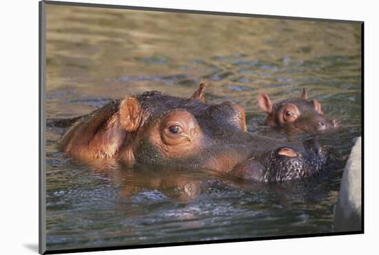 Hippopotamus and Young Cooling in Fresh Water-DLILLC-Mounted Photographic Print