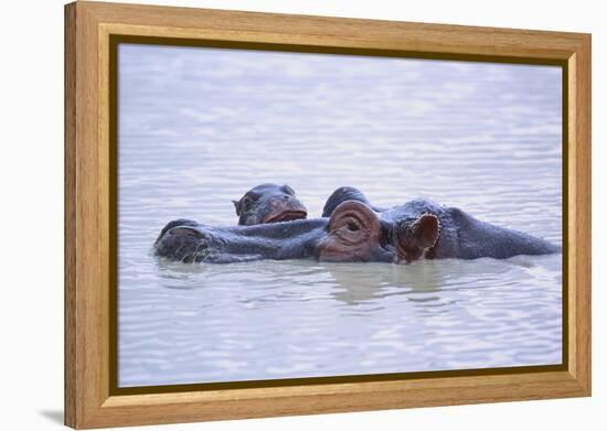 Hippopotamus and Young in the Water-DLILLC-Framed Premier Image Canvas