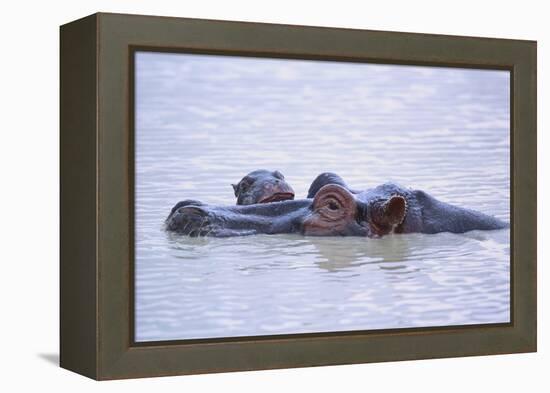 Hippopotamus and Young in the Water-DLILLC-Framed Premier Image Canvas