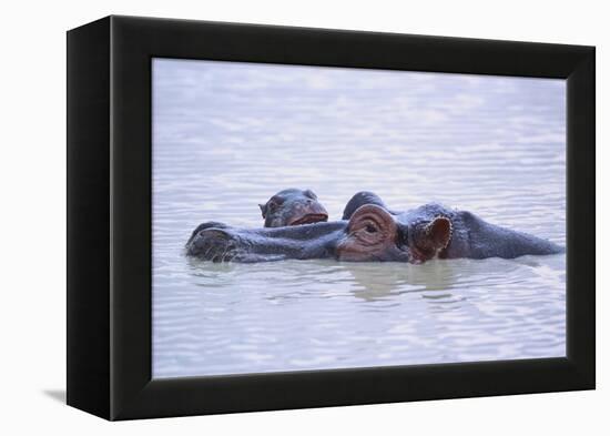 Hippopotamus and Young in the Water-DLILLC-Framed Premier Image Canvas