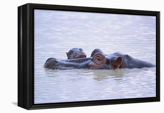 Hippopotamus and Young in the Water-DLILLC-Framed Premier Image Canvas