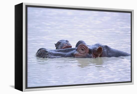 Hippopotamus and Young in the Water-DLILLC-Framed Premier Image Canvas