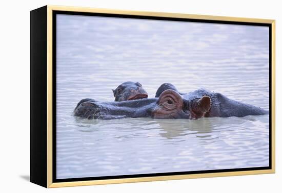 Hippopotamus and Young in the Water-DLILLC-Framed Premier Image Canvas