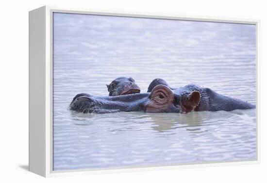 Hippopotamus and Young in the Water-DLILLC-Framed Premier Image Canvas