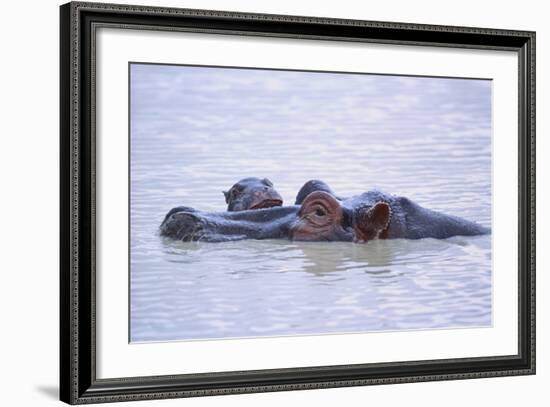 Hippopotamus and Young in the Water-DLILLC-Framed Photographic Print