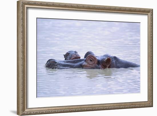 Hippopotamus and Young in the Water-DLILLC-Framed Photographic Print