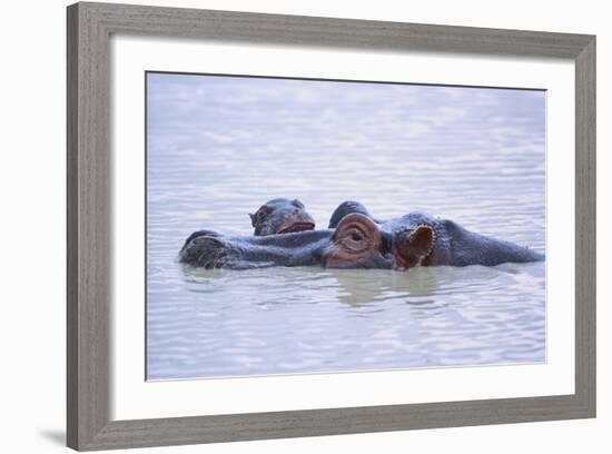 Hippopotamus and Young in the Water-DLILLC-Framed Photographic Print