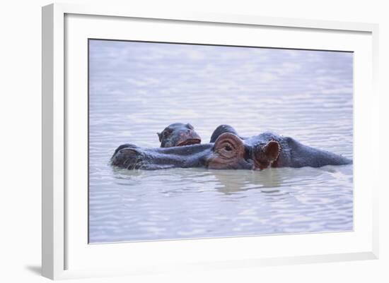 Hippopotamus and Young in the Water-DLILLC-Framed Photographic Print