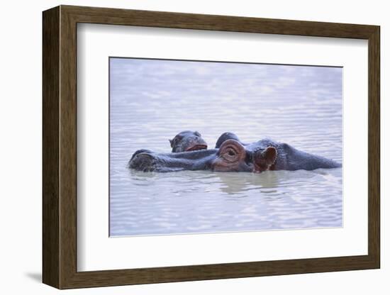 Hippopotamus and Young in the Water-DLILLC-Framed Photographic Print