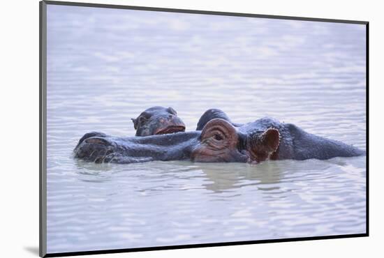 Hippopotamus and Young in the Water-DLILLC-Mounted Photographic Print
