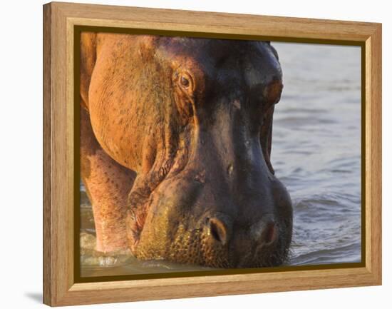 Hippopotamus at Sunrise, South Luangwa, Zambia-T.j. Rich-Framed Premier Image Canvas