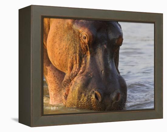 Hippopotamus at Sunrise, South Luangwa, Zambia-T.j. Rich-Framed Premier Image Canvas