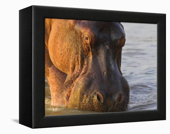 Hippopotamus at Sunrise, South Luangwa, Zambia-T.j. Rich-Framed Premier Image Canvas