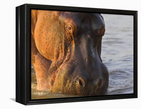 Hippopotamus at Sunrise, South Luangwa, Zambia-T.j. Rich-Framed Premier Image Canvas